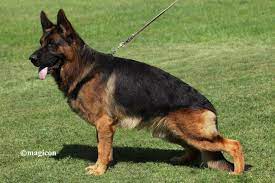 public/dog_images/221/1719238401.Cronos del Seprio.jpg